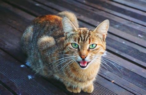 صوت القطط مختلف النبرات ومعانيها الأكثر شيوعا