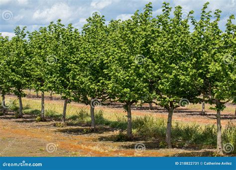 Hazelnut Filbert Trees In An Orchard In The Willamette Valley Stock