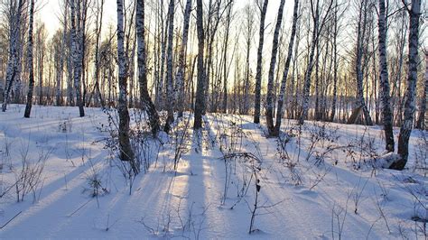 Wallpaper Birches Trunks Snowdrifts Winter Hd Picture Image