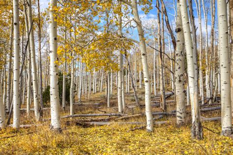 Finding Oneness Among The Ones Pando Populus