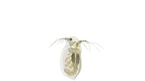 Animated Daphnia 3d Model By Mieke Roth Miekeroth 361a99c