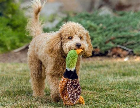Another dog with its own box of hair ties and bows, maltese are a toy breed famous for their long, resplendent white fur that grazes the ground as they walk. 8 Cute Curly-Haired Dog Breeds: The Most Popular Dogs ...