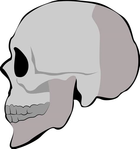 Skull Profile Illustration Vector On White Background 13772323