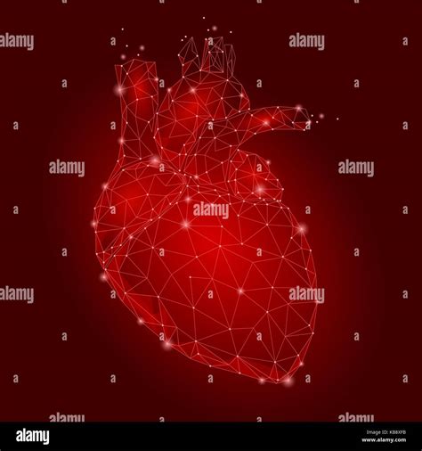 Órgano Interno Del Corazón Humano Bajo Triángulo Poli Conectado Puntos