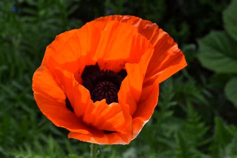 5 Interesting Facts About Poppies | Frankie Flowers - Grow, Eat, Live ...