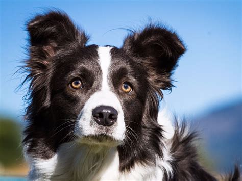 Here Are The Smartest Dog Breeds According To A Canine Psychologist