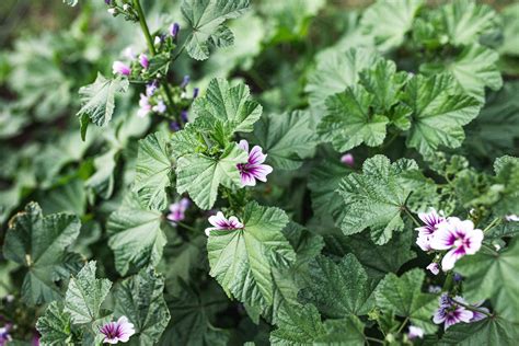 Care And Growing Guide For Hardy Geranium