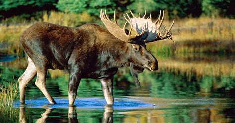Wild Animal Hd 4k Ultra Hd Wallpaper Moose Habitat Moose Pictures