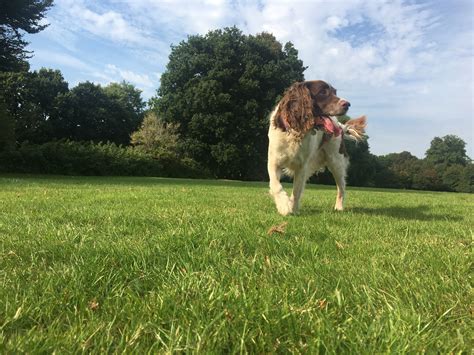 Free Images Nature Grass Lawn Meadow Animal Summer Walk