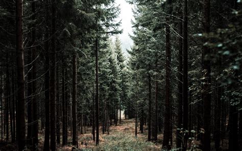 Download Wallpaper 3840x2400 Forest Trees Pine Path Fog 4k Ultra Hd