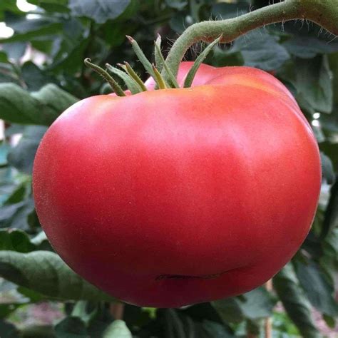 Ponderosa Pink Big Tomato Most Popular Seeds