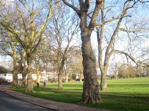 The humble london plane tree is often overlooked, but across our pavements it makes up for over half of the city's tree population. Street Trees for Living: Species guidance