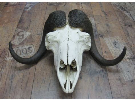Musk Ox Skull Metal Art Sculpture Skull Art Sculpture Art