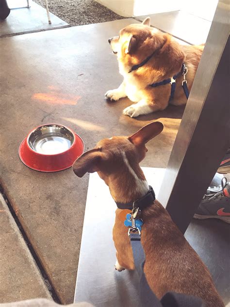 Best Friends Palm Springs Roadtrip with Two Dogs — Have Dog, Will Drive