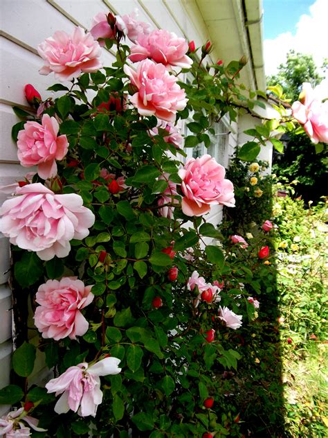 Albertine Rose Very Healthy And Vigorous Growing Here Against The