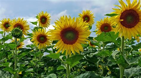 Fondos De Pantalla Girasoles Campo Cielo Verano Verduras