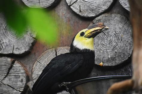 Close Up Of A Sulawesi Hornbill Bird Stock Image Image Of Fauna