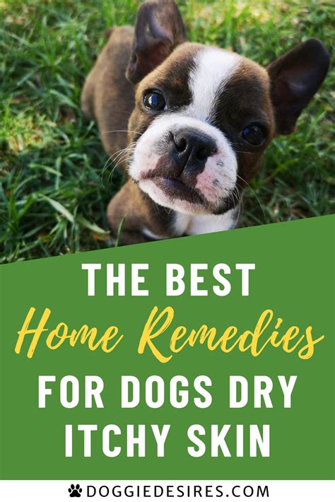 Home Remedies For Dogs Dry Itchy Skin Sick Dog Remedies Dog Dry Skin