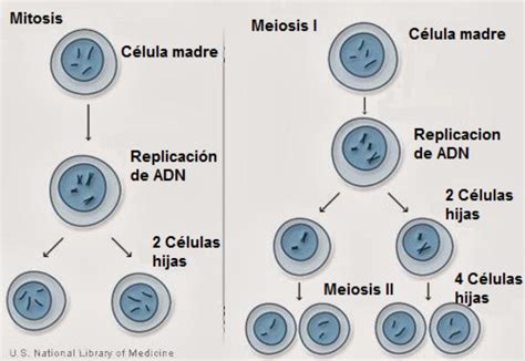 Dibujo De Las Fases La Meiosis Y Mitosis Brainlylat