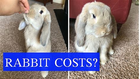 How Much Does It Cost To Spay A Rabbit Uk How Much Does It Cost To