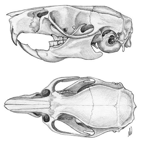 Skull Anatomy Drawing