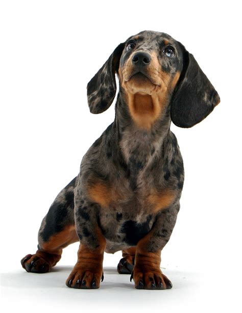 Dachshund Dog Breed Information And Pictures Of Puppies
