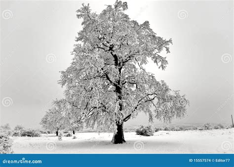 Isolated Oak Tree In Winter Stock Photo Image Of Cold Frozen 15557574