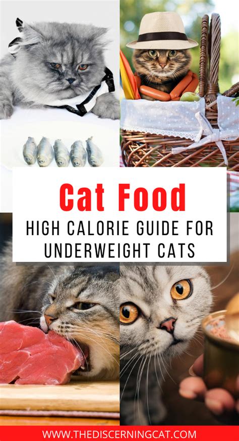 When it comes to cat food, there is no one size fits all solution. Cat Food: High Calorie Guide for Underweight Cats | Cat ...