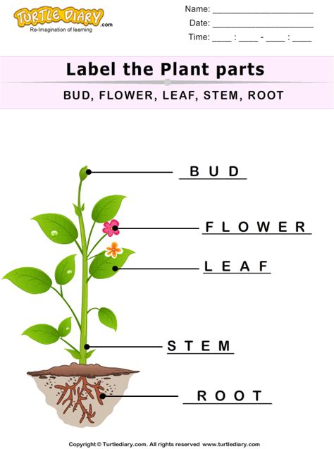 Label The Plant Parts Worksheet Turtle Diary