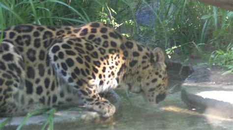 Amur Leopard Cts Beardsley Zoo Youtube
