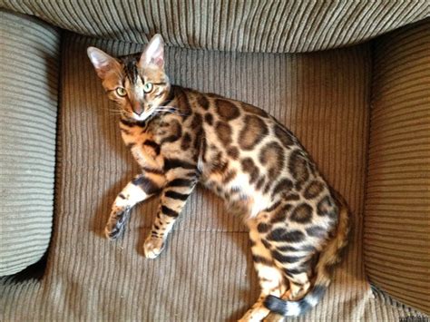 New Article Reveals The Low Down On Bengal Kittens For Sale Indiana
