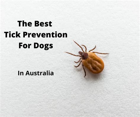 Best Tick Prevention For Dogs Australia 2022 Buyers Guide