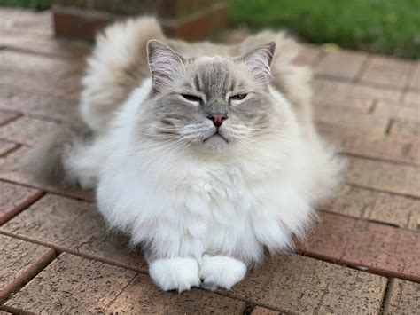 Ragdoll Cat Breeds Colors And Patterns Types Of Ragdoll Cats And Fur