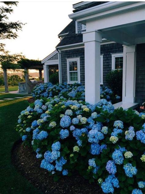 Front House Hydrangea Landscaping