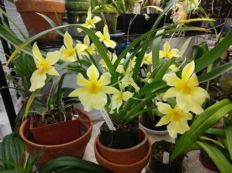 Miltoniopsis Roezlii Var Xanthina Showing Off With 22 Flowers In Its 3