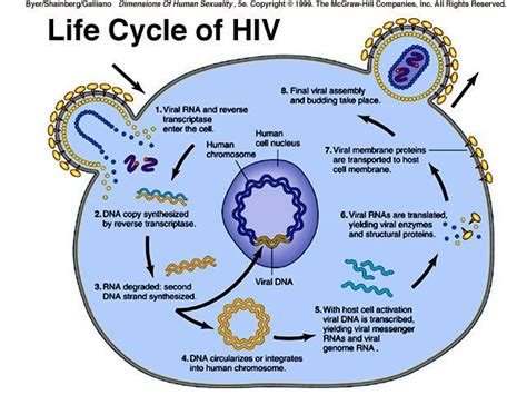 Life Cycle Of Hiv Medical Laboratories