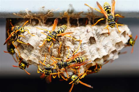2 Reasons To Leave A Wasp Nest In Your Yard
