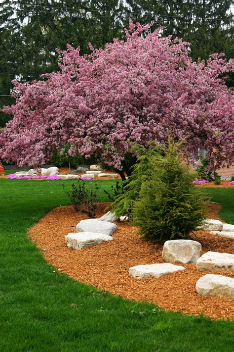 The 15 Best Trees For Backyard Landscaping Bob Vila