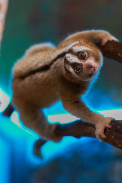 The Slow Loris The Primate With A Surprisingly Deadly Venom