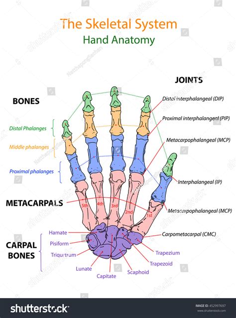 Image Show Overview Human Hand Anatomy Stock Vector Royalty Free