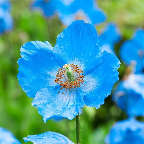 Himalayan Blue Poppy Seeds The Seed Collection