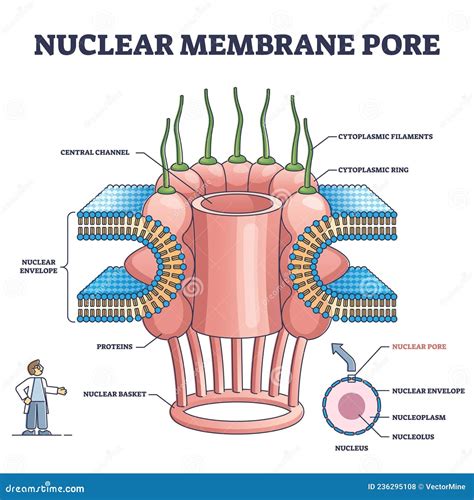 Nuclear Membrane Pore Closeup And Isolated Detailed Structure Outline