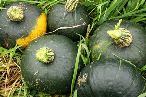 20 Squash Varieties To Look For In Your Farmers Market This Autumn