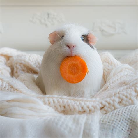 Meet Booboo The Cutest Guinea Pig On The Internet And His Adorable