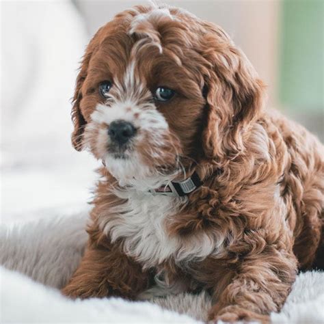 Where Is The Best Place To Buy A Cavapoo Puppy