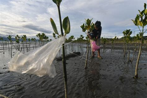 Aksi Bersih Sampah Kawasan Konservasi Mangrove Antara Foto