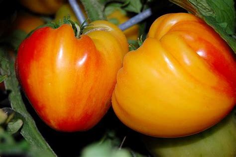 Heirloom Tomato Oxheart Our Plants Kaw Valley Greenhouses