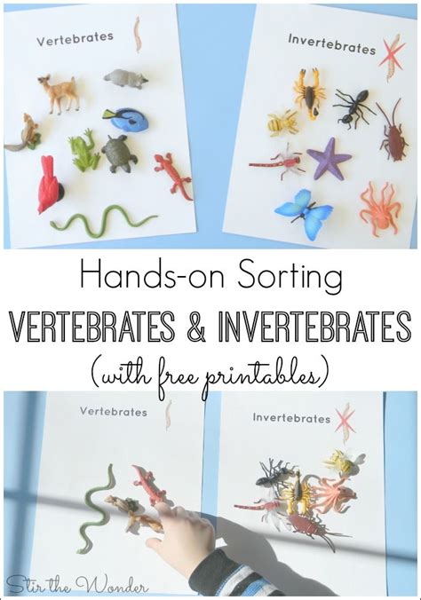 Kids Will Have Fun Learning About Vertebrates And Invertebrates With This
