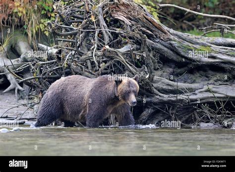 Grizzly Bear Walking In A River British Columbia Stock Photo Alamy