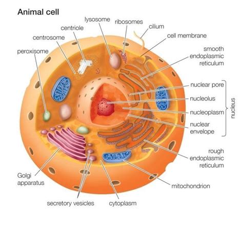 Object go in and out of it through pores. Animal Cell | by Biology Experts Notes | Medium